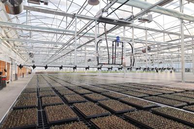 九色油菜花 科技繪就春之斑斕，新質生產力在杭州花田綻放