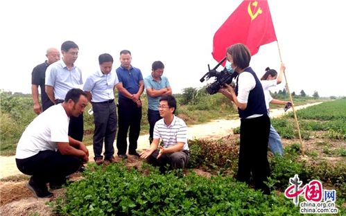 江蘇睢寧 黨建引領，小菊花開出“黃金花”